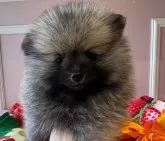 ポメラニアン【広島県・男の子・2024年7月8日・ウルフセーブル】の写真3