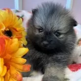 ポメラニアン【広島県・男の子・2024年7月8日・ウルフセーブル】の写真5