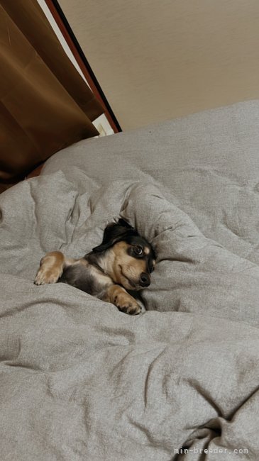 中原　理絵(なかはら　りえ)ブリーダー(鹿児島県・トイプードルなど・JKC登録)の紹介写真2