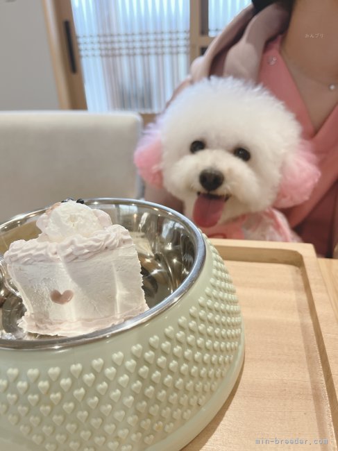 中原　理絵(なかはら　りえ)ブリーダー(鹿児島県・トイプードルなど・JKC登録)の紹介写真5