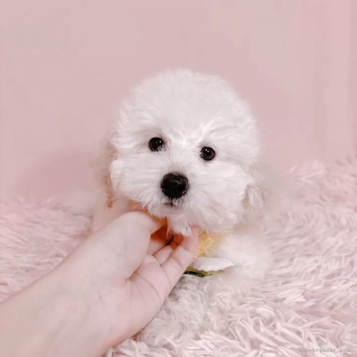 ID:2506-03747の子犬