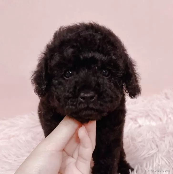 ID：2509-04220の子犬