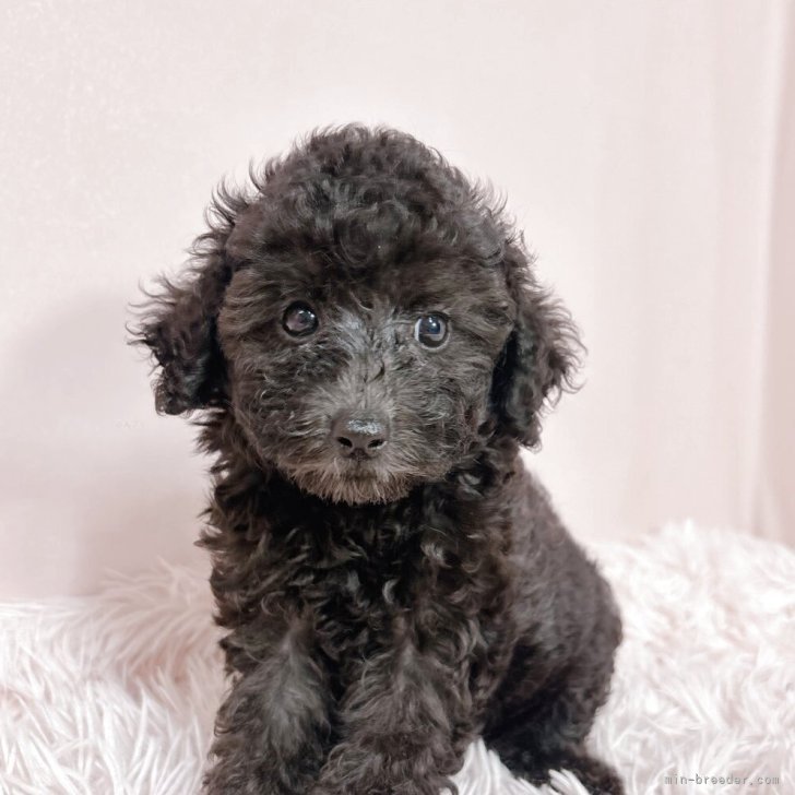 ブリーダー画像