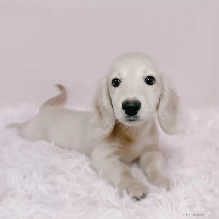 ID:2507-02984の子犬