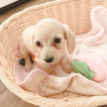 ミニチュアダックスフンド(ロング)【鹿児島県・女の子・2025年9月28日・イエロー】の写真「小柄で美人さんです😍💓‪」