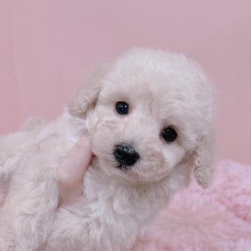 トイプードル(タイニー)【鹿児島県・女の子・2025年1月19日・ホワイト に近い クリーム】の写真「家族が決まりました😊💓‪」
