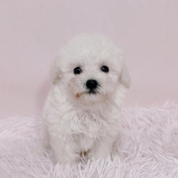 トイプードル(タイニー)【鹿児島県・女の子・2025年8月15日・クリーム】の写真「くりくりおめめの美人さん🥰💕」