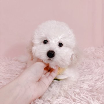 トイプードル(トイ)【鹿児島県・女の子・2025年5月15日・ホワイト】の写真「家族が決まりました🐶」