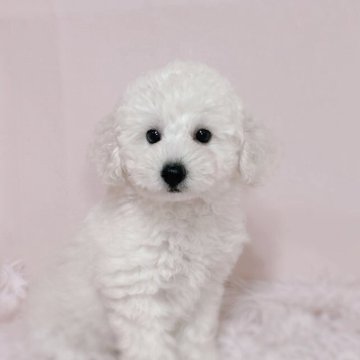 トイプードル(トイ)【鹿児島県・女の子・2025年5月15日・ホワイト】の写真「家族が決まりました🐶」