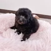 トイプードル(トイ)