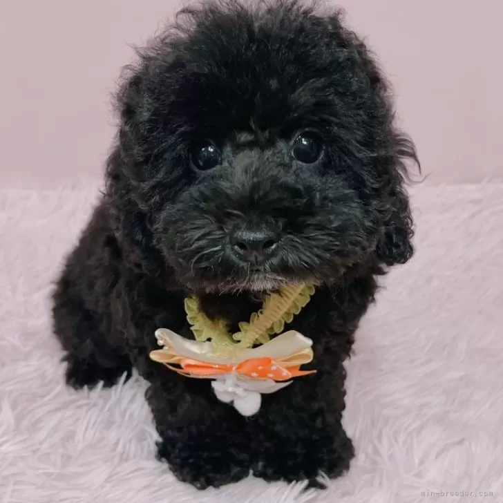 ID：2407-03596の子犬