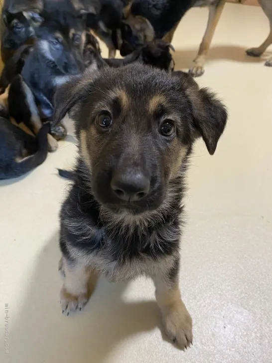 ID:2203-03216の子犬