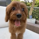 キャバプー(トイプードル×キャバリア)【神奈川県・男の子・2025年6月13日・レッド&ホワイト】の写真10