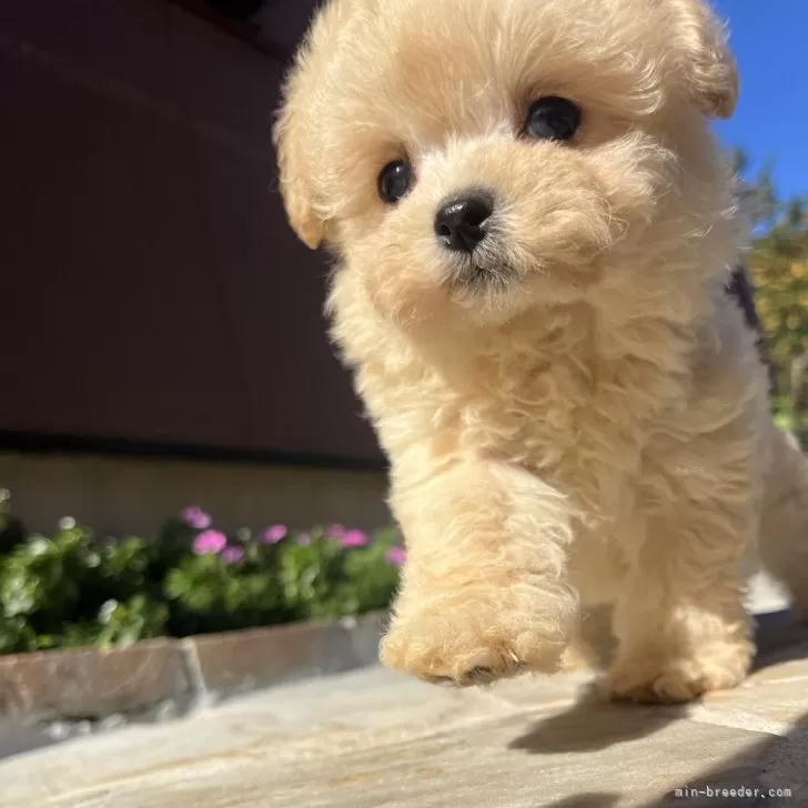 ID：2411-04047の子犬