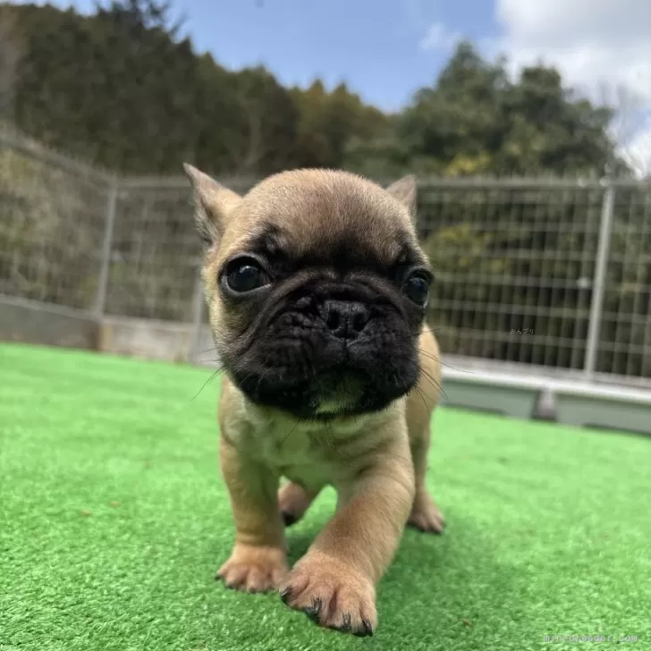 ID:2502-02700の子犬