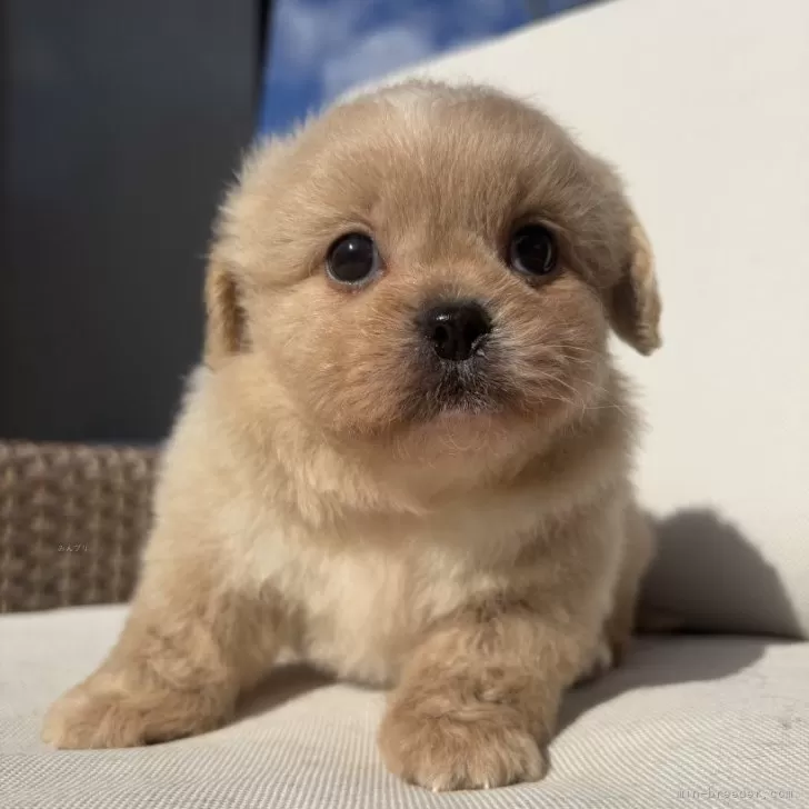 ID：2501-06413の子犬