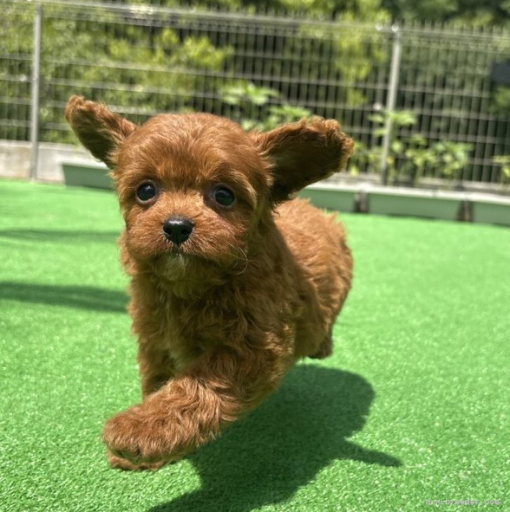 ブリーダー画像
