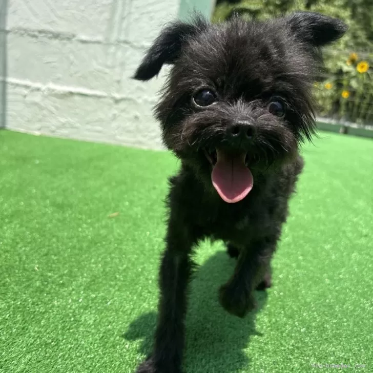 ID：2408-03337の子犬