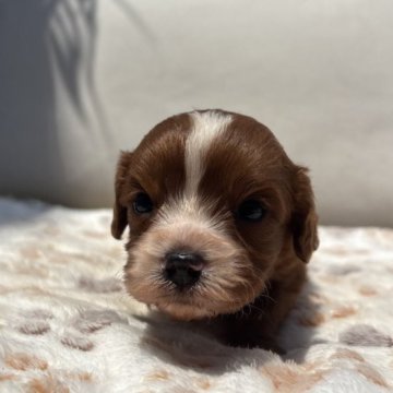 【神奈川県・男の子・2025年4月24日・レッド&ホワイト】の写真「ひとりっこボーイ🐶」