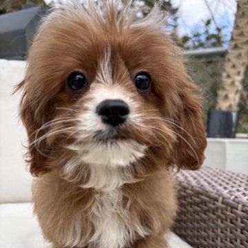 キャバプー(トイプードル×キャバリア)【神奈川県・女の子・2025年8月20日・レッド&ホワイト】の写真「元気いっぱい５きょうだい🐶」