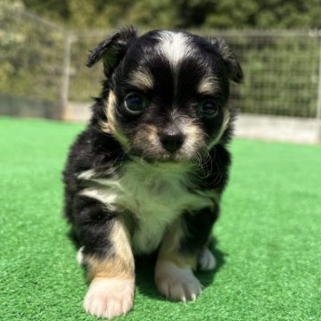 チワワ(ロング)【神奈川県・男の子・2025年7月24日・ブラックタンホワイト】の写真「甘えん坊ボーイ🐶」