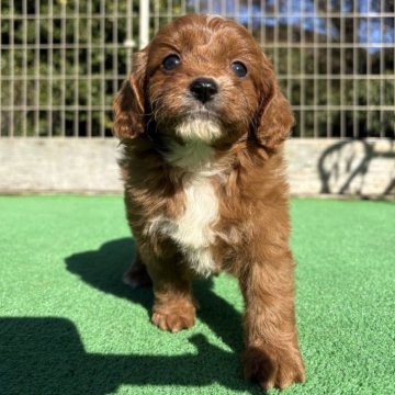 キャバプー(トイプードル×キャバリア)【神奈川県・女の子・2025年10月12日・レッド&ホワイト】の写真「人懐っこい５きょうだい🐶」