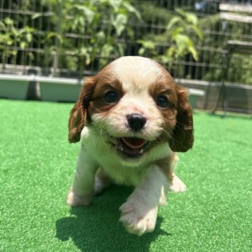 キャバリア【神奈川県・男の子・2025年5月9日・ブレンハイム】の写真「甘えん坊男子🐶」