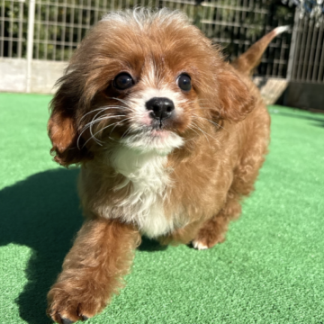 キャバプー(トイプードル×キャバリア)【神奈川県・女の子・2025年8月20日・レッド&ホワイト】の写真「元気いっぱい５きょうだい🐶」