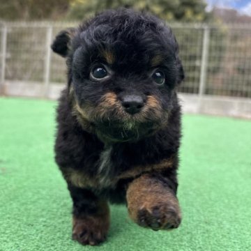 チワプー(トイプードル×チワワ)【神奈川県・男の子・2025年11月2日・ブラックタン】の写真「チワプー５きょうだい🐶」