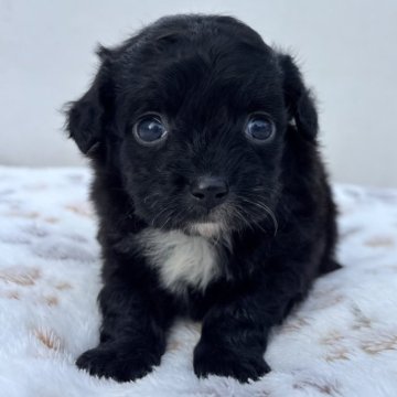 チワプー(トイプードル×チワワ)【神奈川県・女の子・2025年11月2日・ブラックホワイト】の写真「チワプー５きょうだい🐶」