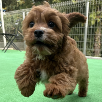 キャバプー(トイプードル×キャバリア)【神奈川県・男の子・2025年8月20日・レッド&ホワイト】の写真「元気いっぱい５きょうだい🐶」