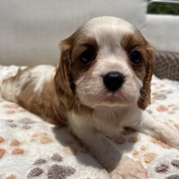 キャバリア【神奈川県・男の子・2025年5月9日・ブレンハイム】の写真「むちむち男子🐶」