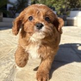 キャバプー(トイプードル×キャバリア)