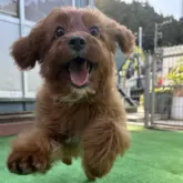 キャバプー(トイプードル×キャバリア)【神奈川県・男の子・2025年6月13日・レッド&ホワイト】の写真1