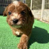 キャバプー(トイプードル×キャバリア)