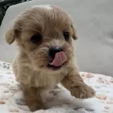 ペキプー(トイプードル×ペキニーズ)【神奈川県・女の子・2025年8月19日・レッド&ホワイト】の写真1