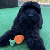 コッカプー(トイプードル×アメリカンコッカースパニエル)