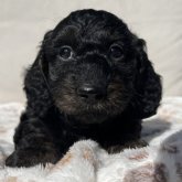 ダップー(トイプードル×ダックスフンド)