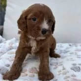 キャバプー(キャバリア×トイプードル)【神奈川県・男の子・2025年10月26日・レッドホワイト】の写真2