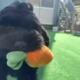 コッカプー(トイプードル×アメリカンコッカースパニエル)【神奈川県・男の子・2025年7月19日・ブラック&ホワイト】の写真10