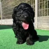 ダップー(トイプードル×ダックスフンド)【神奈川県・男の子・2025年9月27日・ブラックタン】の写真3