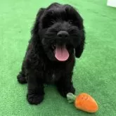 コッカプー(トイプードル×アメリカンコッカースパニエル)【神奈川県・男の子・2025年7月19日・ブラック&ホワイト】の写真15