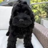 コッカプー(トイプードル×アメリカンコッカースパニエル)【神奈川県・男の子・2025年7月19日・ブラック&ホワイト】の写真7