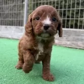 キャバプー(キャバリア×トイプードル)【神奈川県・男の子・2025年10月26日・レッドホワイト】の写真4