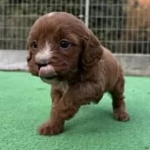 キャバプー(キャバリア×トイプードル)【神奈川県・男の子・2025年10月26日・レッドホワイト】の写真5