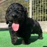 ダップー(トイプードル×ダックスフンド)【神奈川県・男の子・2025年9月27日・ブラックタン】の写真5