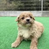 ペキプー(トイプードル×ペキニーズ)【神奈川県・女の子・2025年8月19日・レッド&ホワイト】の写真3