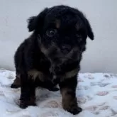 チワプー(トイプードル×チワワ)【神奈川県・男の子・2025年11月2日・ブラックタン】の写真6