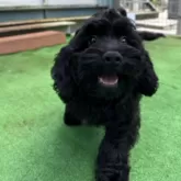 コッカプー(トイプードル×アメリカンコッカースパニエル)【神奈川県・男の子・2025年7月19日・ブラック&ホワイト】の写真9