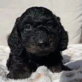 ダップー(トイプードル×ダックスフンド)【神奈川県・男の子・2025年9月27日・ブラックタン】の写真7